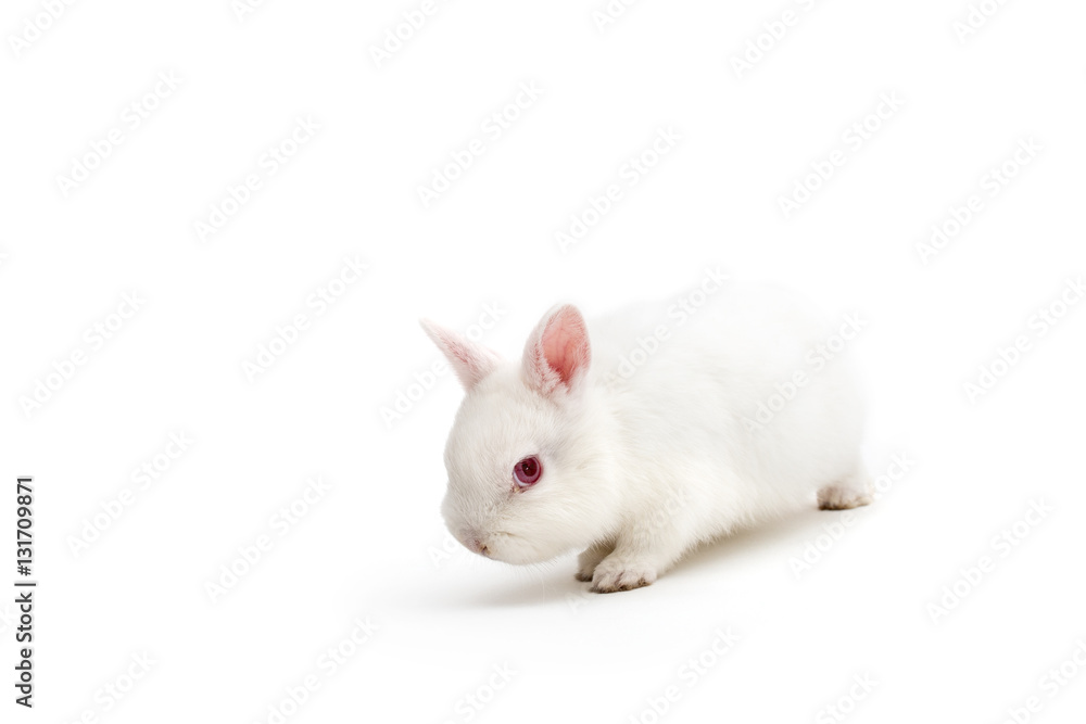 Isolated image of a cute polish baby rabbit
