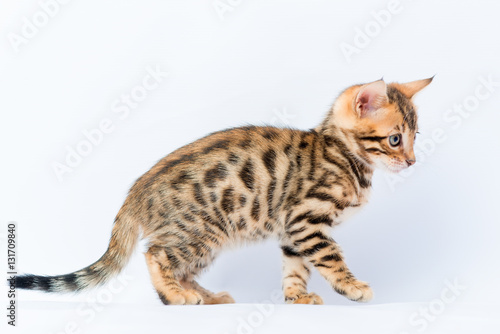 purebred spotted bengal kitten on a white background