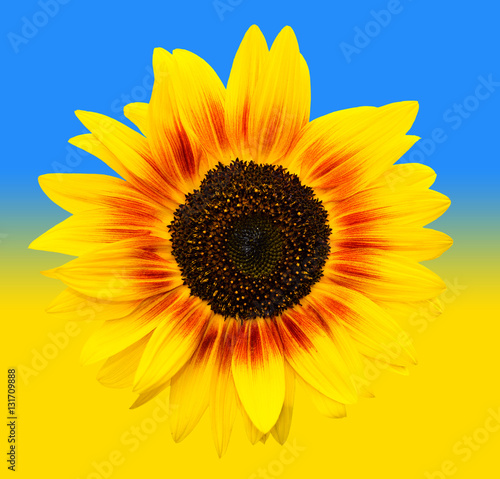 Bright yellow sunflowers head on yellow and blue gradiend background. Yellow sunflower and Ukrainian flag background. Summer flowers. Natural sunflower on a sunny background look like ukraine flag