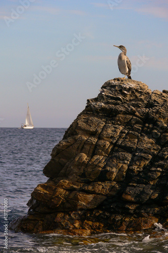 marangone dalciuffo (Phalacrocorax aristotelis) giovane photo