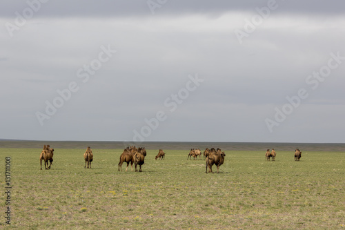 Kamelherde in der Wüste Gobi - Mongolei © EinBlick