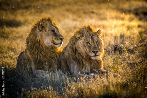 Male Lion pair