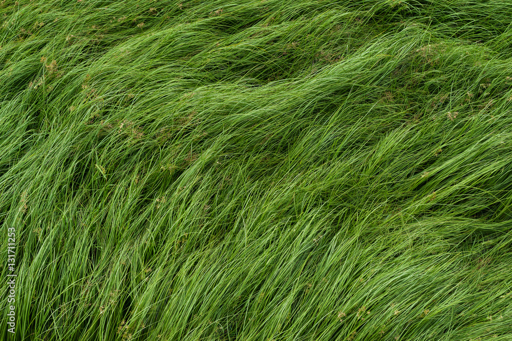 Nut grass, Purple nutsedge, Nutsedge, Cocograss Nut grass, Purple nutsedge, Nutsedge, Cocograss