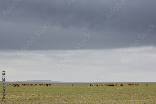 Kamelherde in der W  ste Gobi - Mongolei