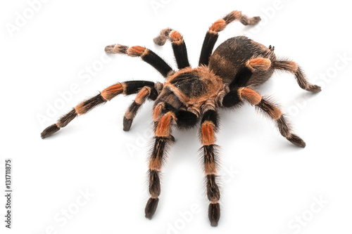 Isolated image of a tarantula photo