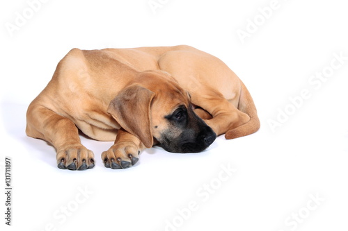 Puppy fawn Great Dane German breed  in front of white background