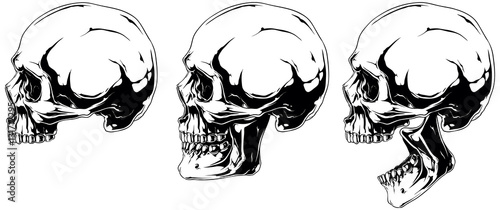 White human skull in profile projection set