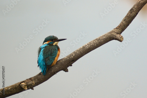 Schilderij op canvas Martin pescatore (Alcedo atthis) su ramo