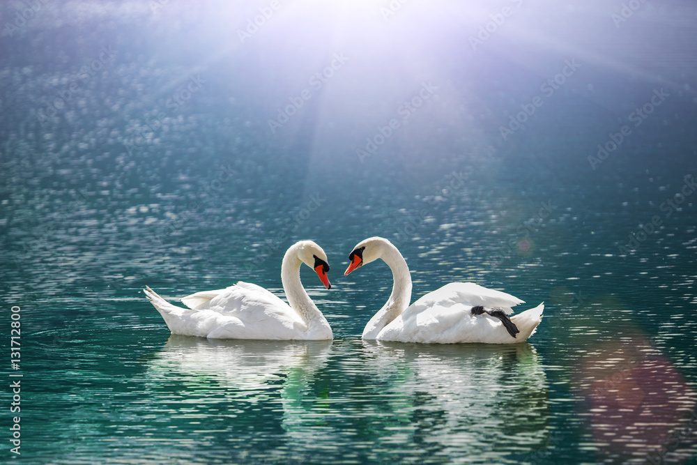 Obraz premium piękny biały łabędź w kształcie serca na jeziorze w świetle pochodni. Miłość ptak i koncepcja Walentynki