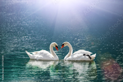 beautiful white swan in heart shape on lake in flare light .Love bird and Valentine's day concept