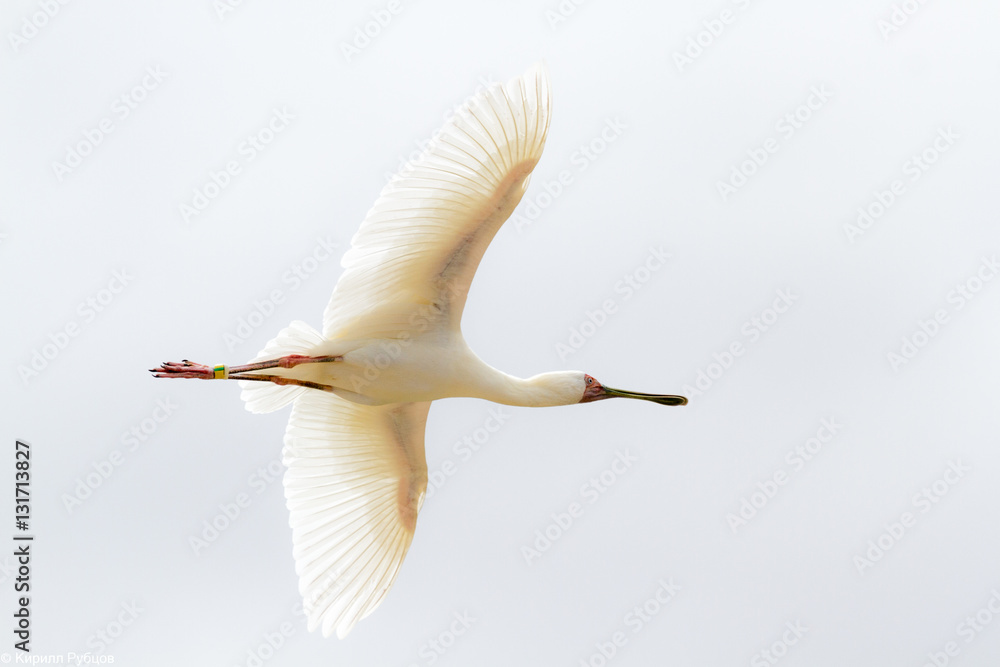 Obraz premium the flying bird