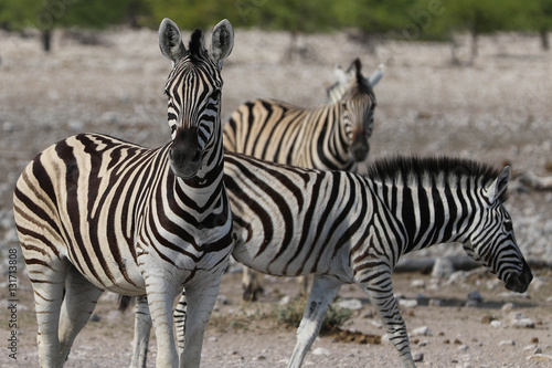 Zebragruppe