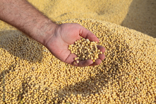 Farmer hold soy bean crop after harvest in hand