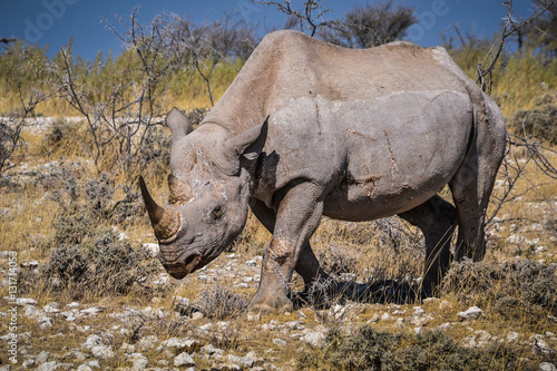 Nashorn im Etosha NP photo