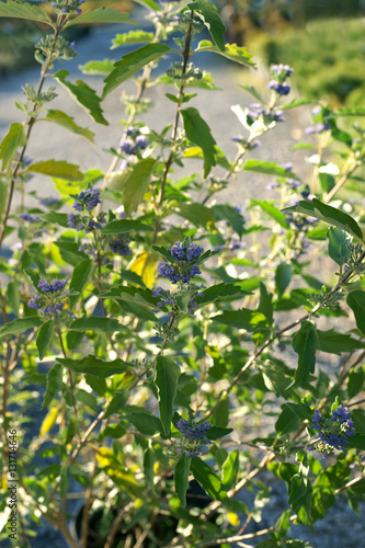 Caryopteris clandonensis Kew Blue