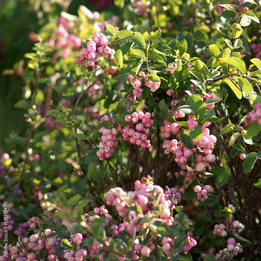 Symphoricarpos ( Snowberry ) Magical Candy Symphoricarpos ( Snowberry ) Magical Candy