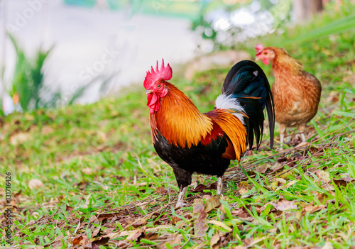 colorful rooster on green nature background © sanpom