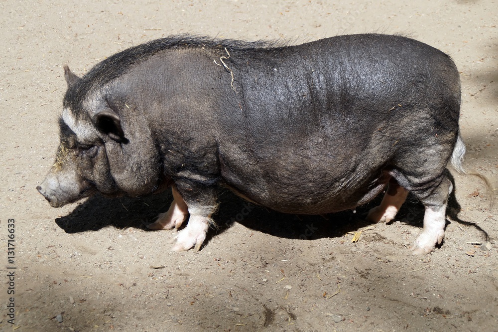 Minnischwein (Sus scrofa f domestica) Minnischwein (Sus scrofa f domestica)