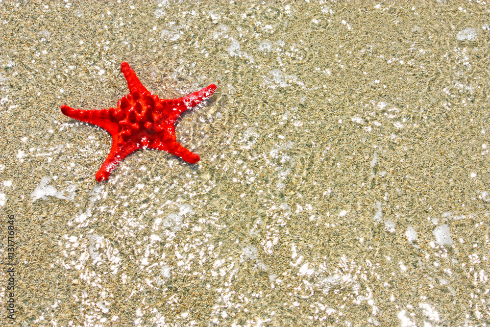 Red starfish Red starfish