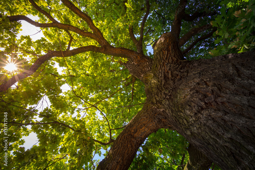 Obraz premium Spójrz pod stare, ogromne drzewo. Światło słoneczne wpadające przez gałęzie dębu.