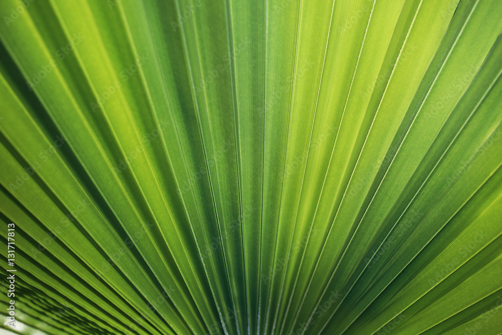 Obraz premium green palm leaf close up