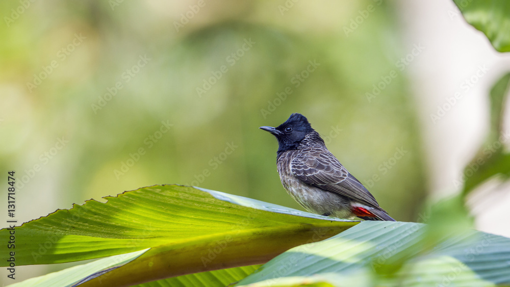 Obraz premium Red-vented bulbul in Minneriya National Park, Sri Lanka