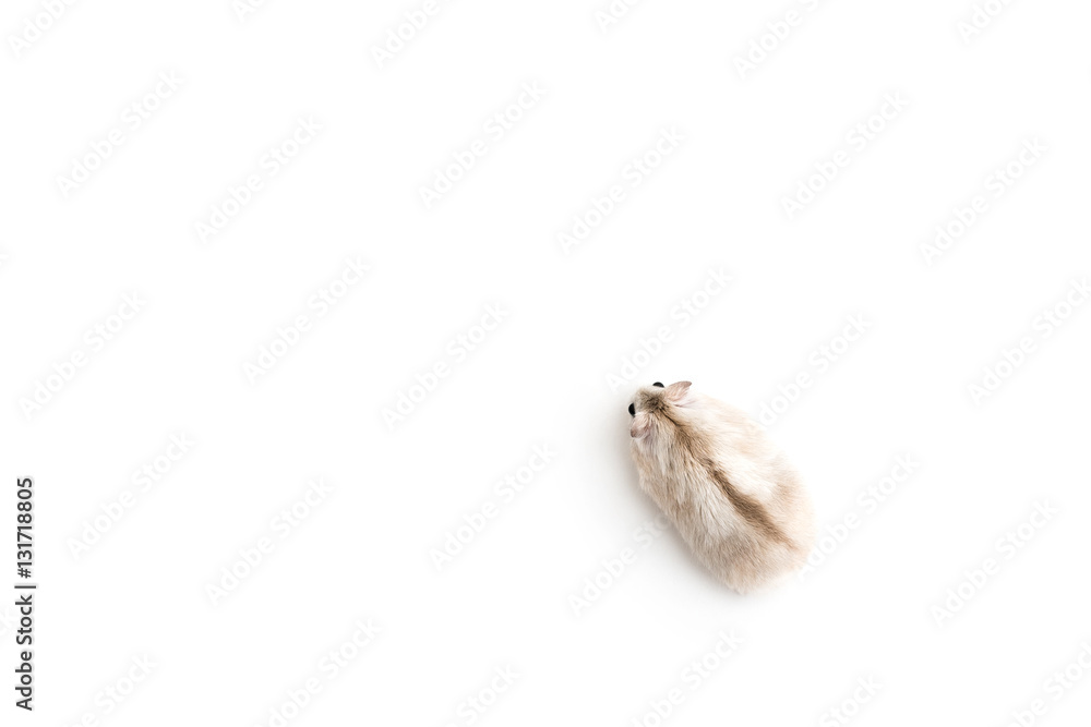 Obraz premium Isolated image of a golden hamster