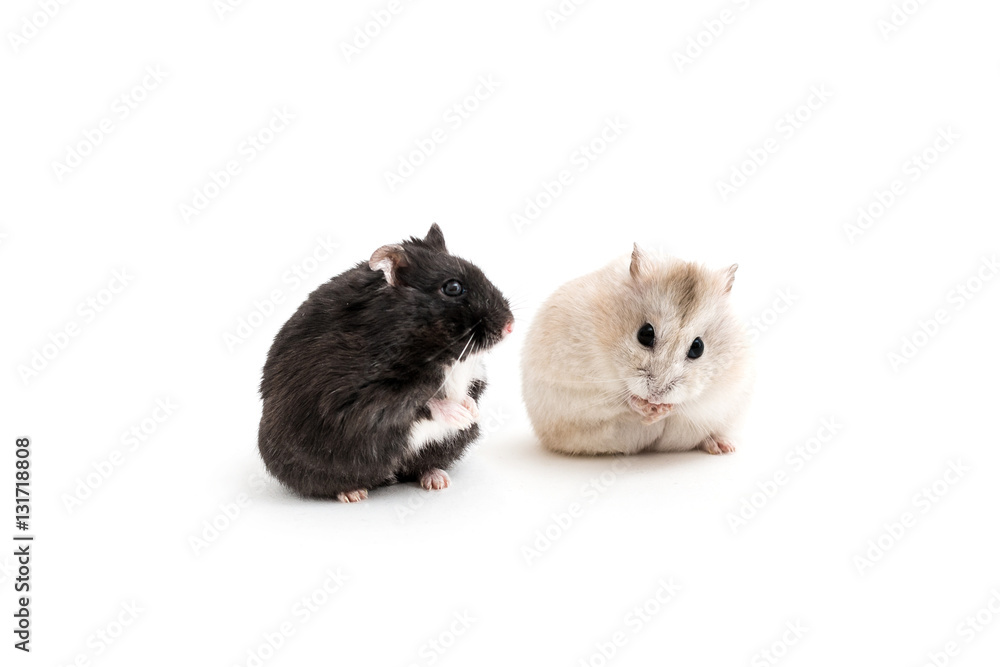 Isolated image of two golden hamsters Isolated image of two golden hamsters