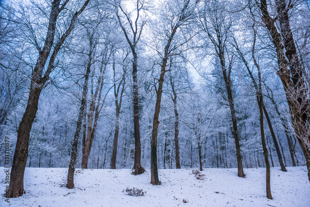 Beautiful winter forest and snowy Beautiful winter forest and snowy