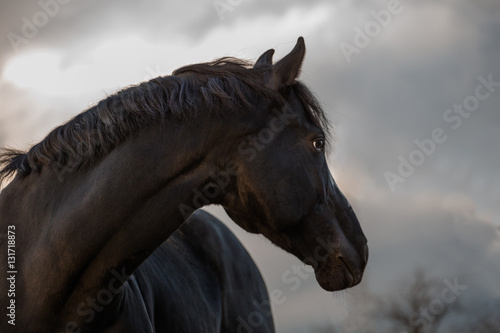 Fototapeta Naklejka Na Ścianę i Meble -  Portrait of the black horse on the cloudy sky background
