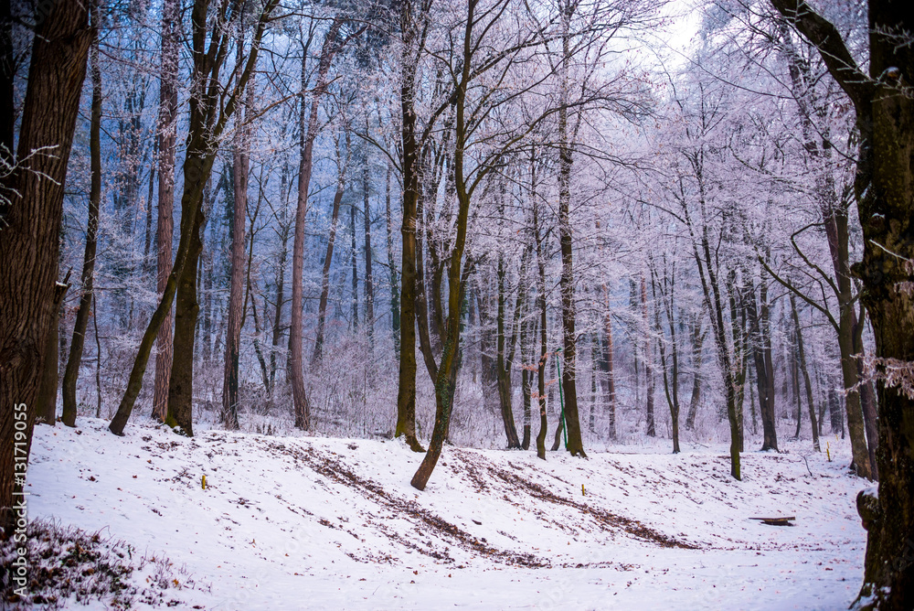 Beautiful winter forest and snowy Beautiful winter forest and snowy