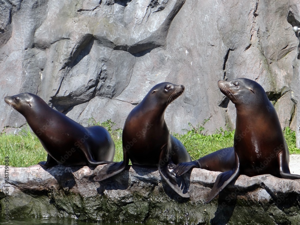 Fototapeta premium Kalifornischen Seelöwen (Zalophus californianus)