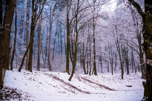 Beautiful winter forest and snowy