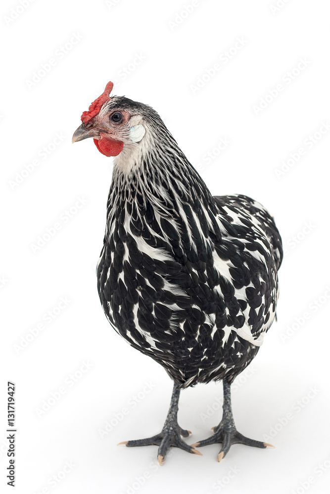 Fototapeta premium Isolated image of a chicken with black and white feathers