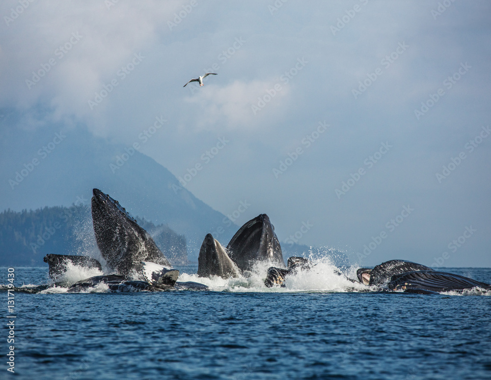 Fototapeta premium Whales are hunted