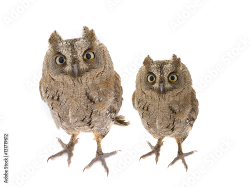 Two European scops owl photo
