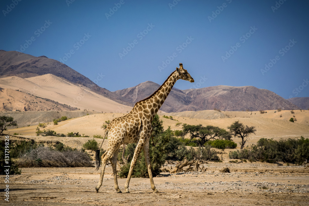 Obraz premium Riverbed desert giraffe