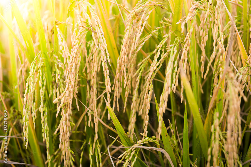 closeup of Rice field closeup of Rice field