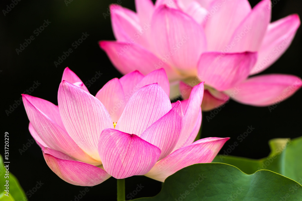 The Lotus Flower.Background is the lotus leaf and lotus flower.Shooting location is the Sankeien in Yokohama, Kanagawa Prefecture Japan. The Lotus Flower.Background is the lotus leaf and lotus flower.Shooting location is the Sankeien in Yokohama, Kanagawa Prefecture Japan.