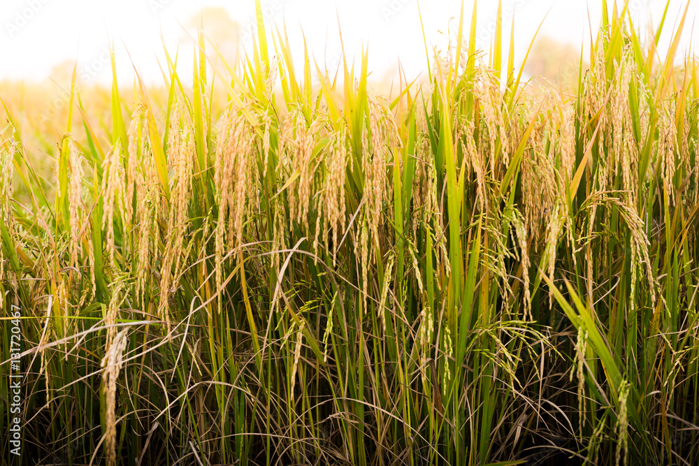 closeup of Rice field