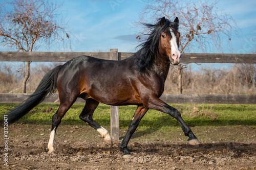 Fototapeta Naklejka Na Ścianę i Meble -  Bay horse trotting along the fence on nature background. Side view