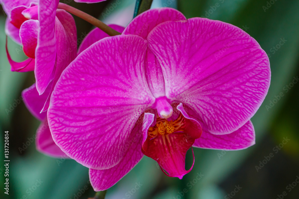 Orchids ,Beautiful orchids in Royal Park Rajaprueka Orchids ,Beautiful orchids in Royal Park Rajaprueka