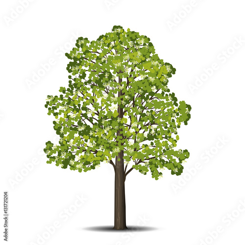detached linden tree with leaves and flowers