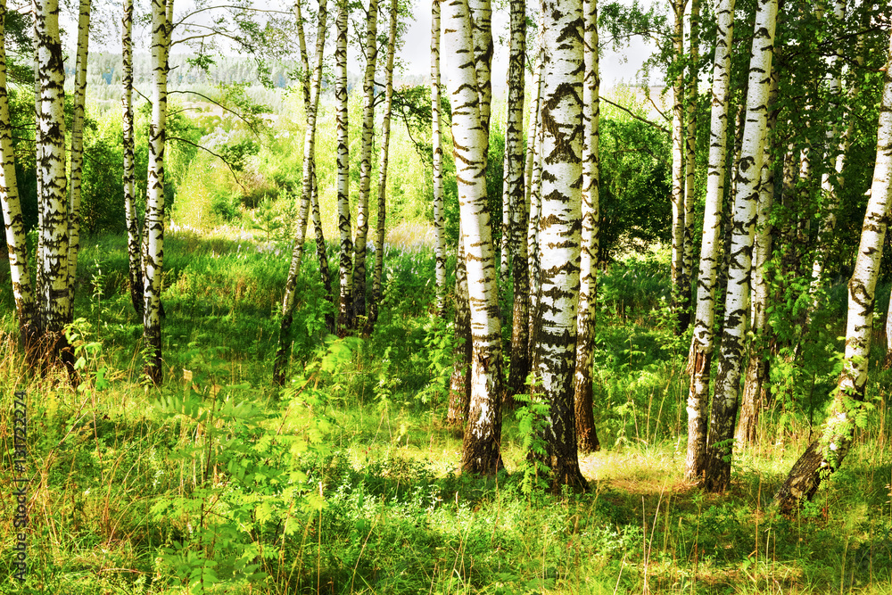 Obraz premium summer in sunny birch forest