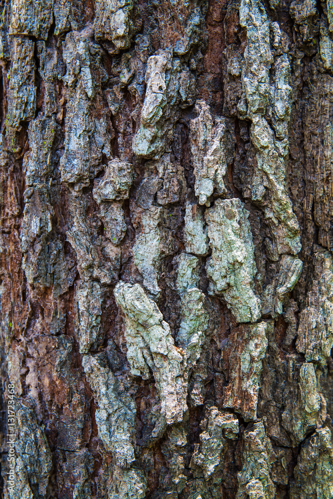 Fototapeta premium Tree bark