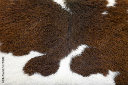 Cowhide, cow skin background close up.