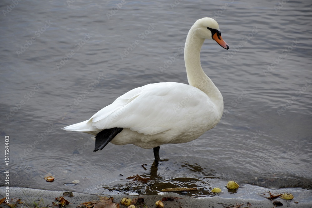 Naklejka premium Detail of a wild swan and water