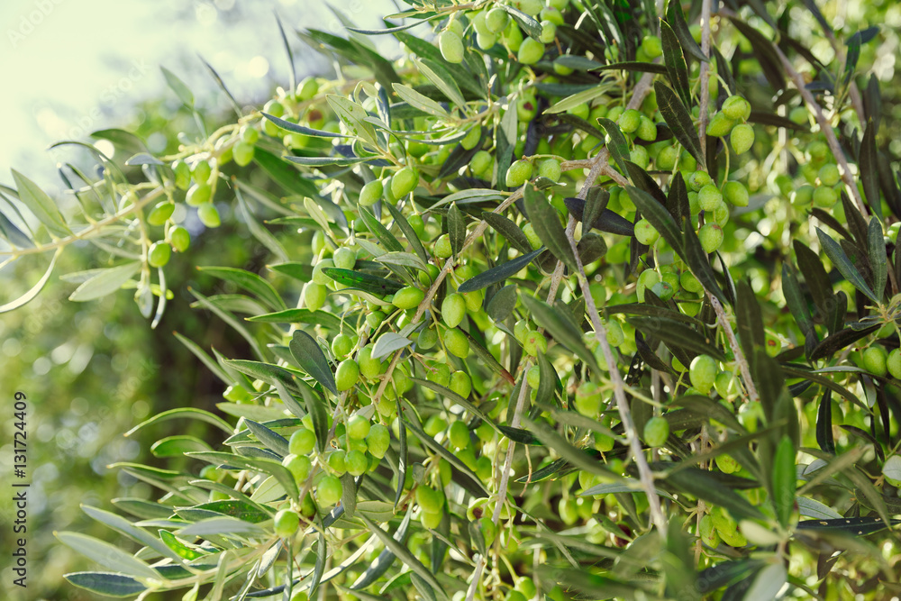 green branches of the olive tree, with green olives lit summer G green branches of the olive tree, with green olives lit summer G