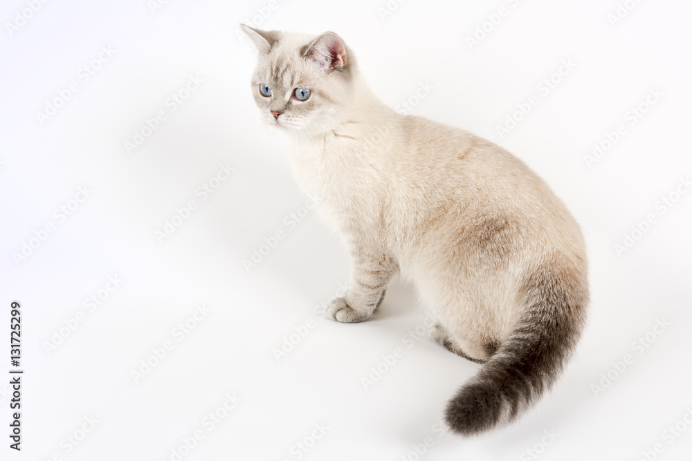 Obraz premium Katzen-Britisch-Kurzhaar-14363