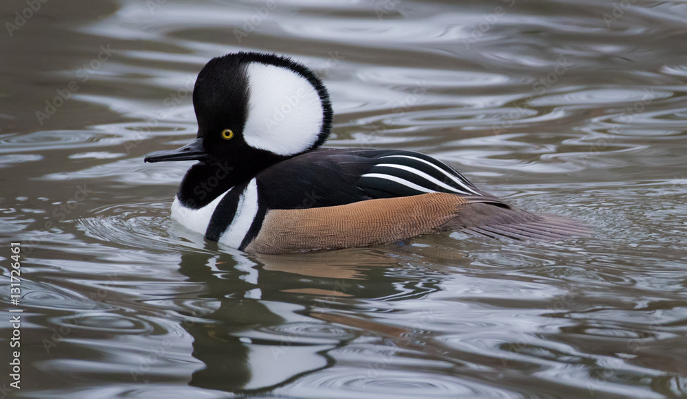 Obraz premium Hooded Merganser